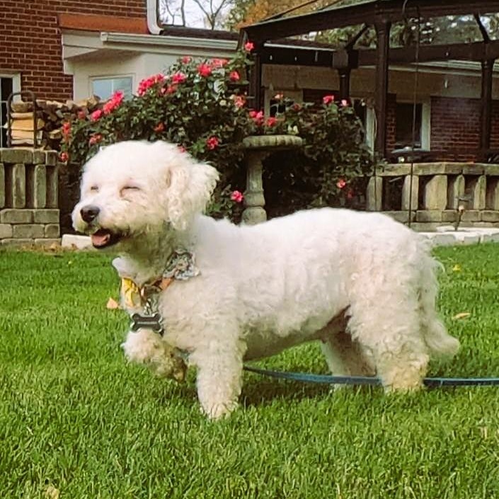 Amelia - Adoption Pending, a Adoptable Bichon Frise in Hartland, WI image 4/5