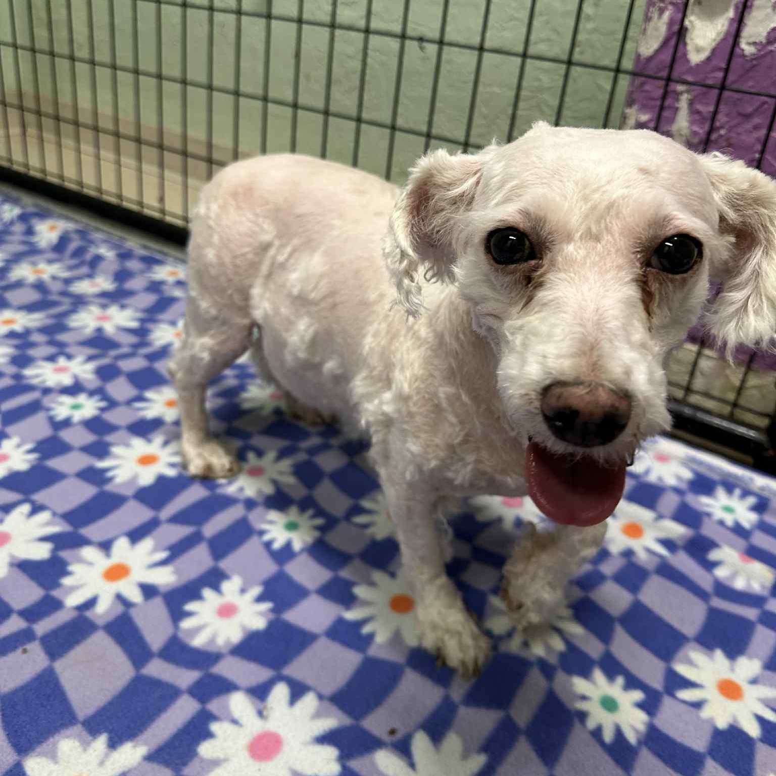 Amelia-Foster Home Needed