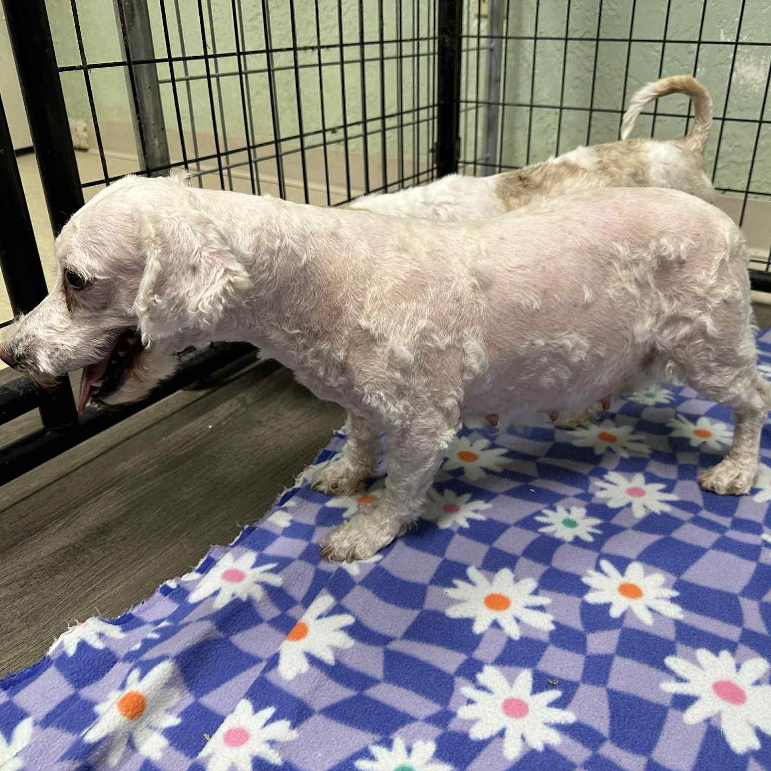 Amelia-Foster Home Needed