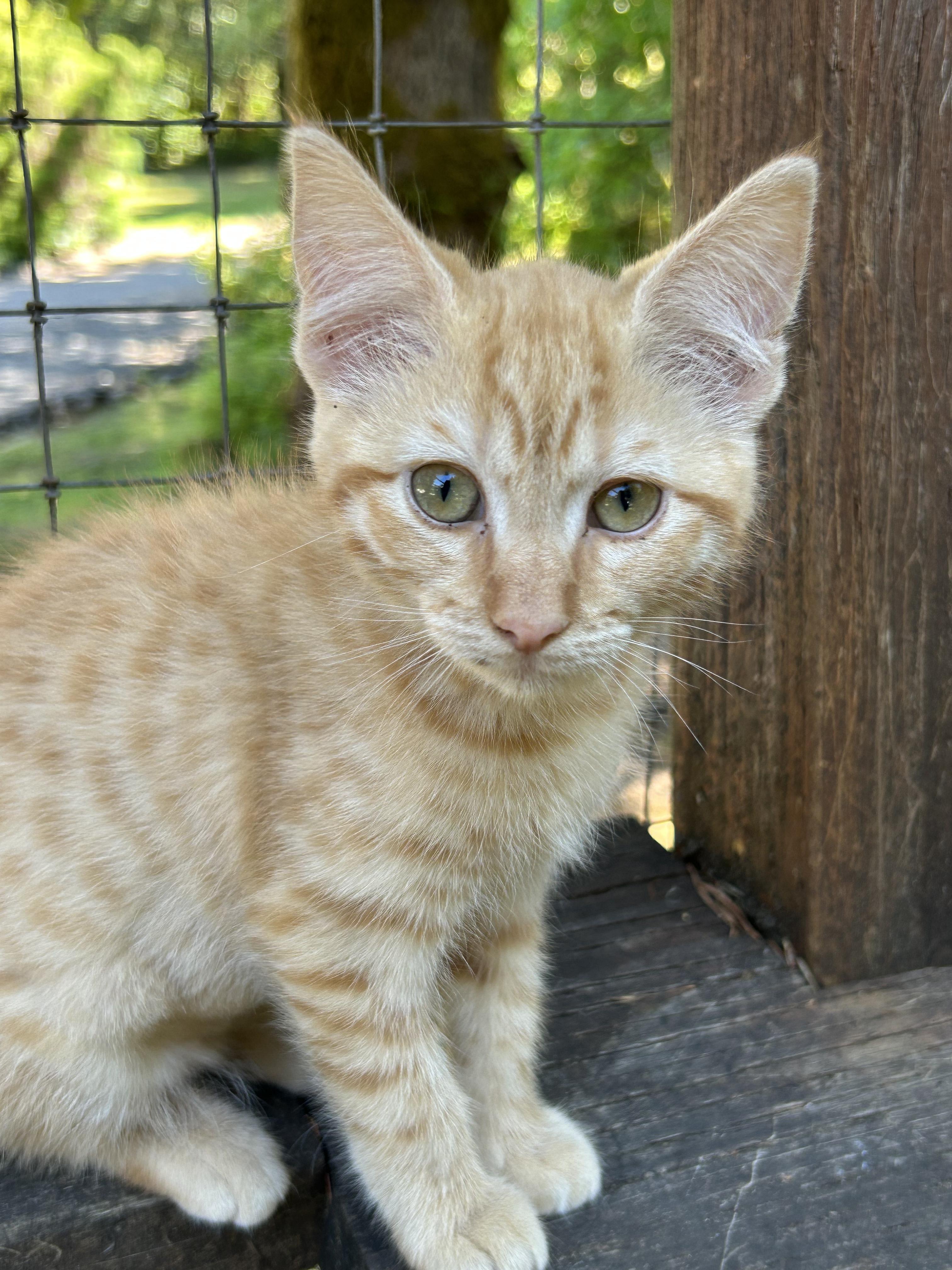 Phoebe, Adopted, Kitten Female Domestic Short Hair.