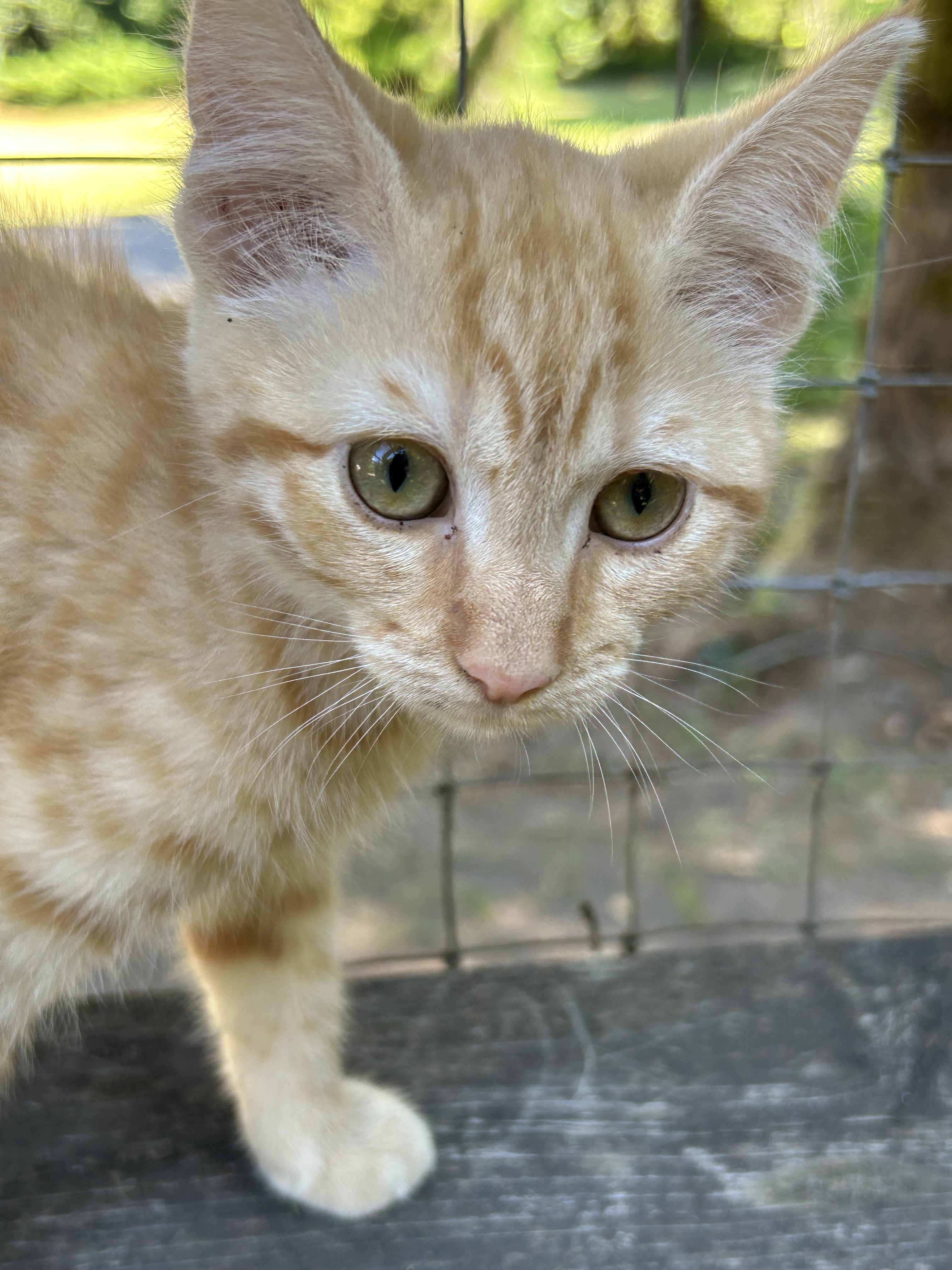 Enlarge Phoebe, a Adopted Domestic Short Hair in Chehalis, WA image 3/4