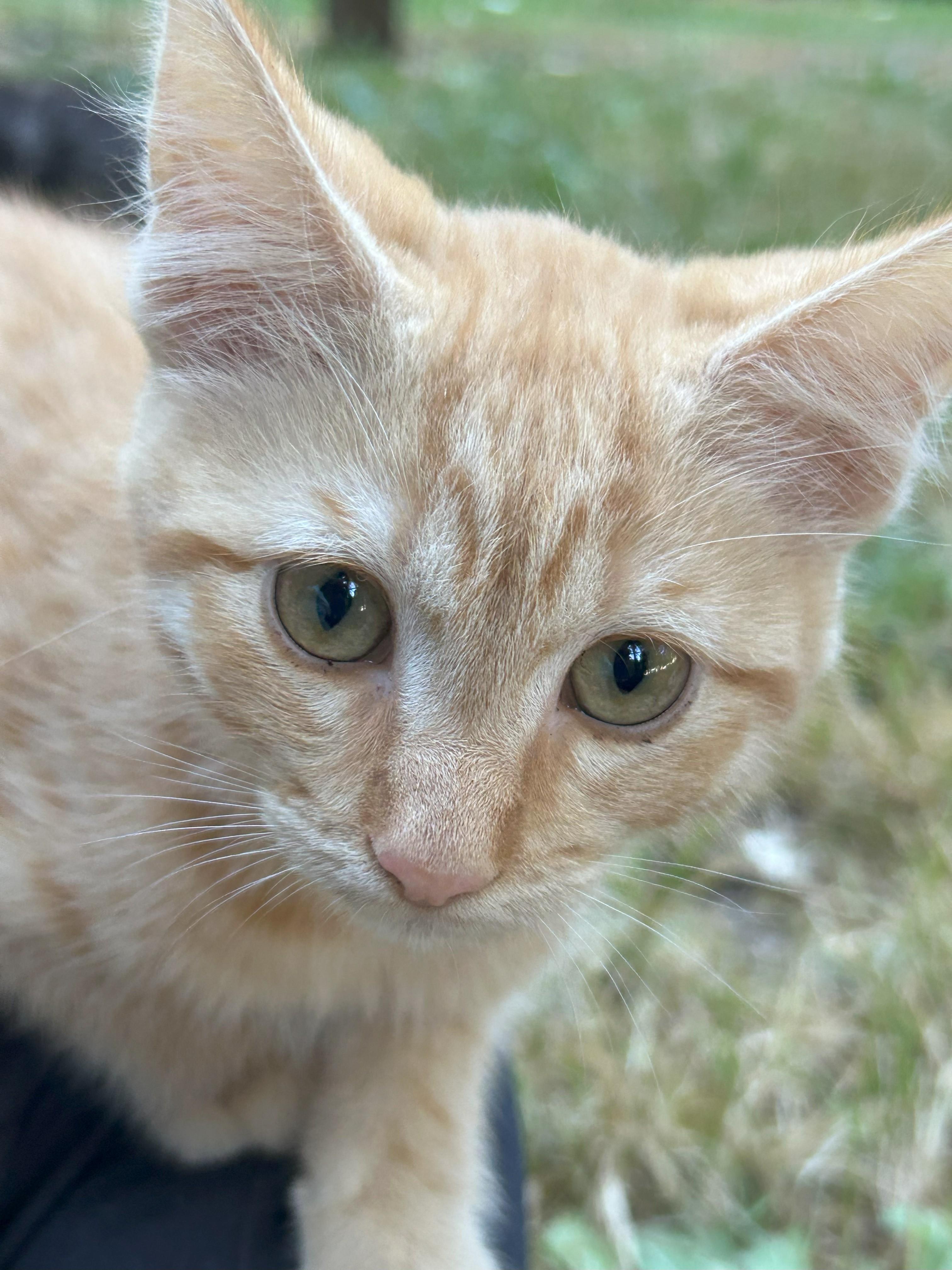Enlarge Phoebe, a Adopted Domestic Short Hair in Chehalis, WA image 4/4