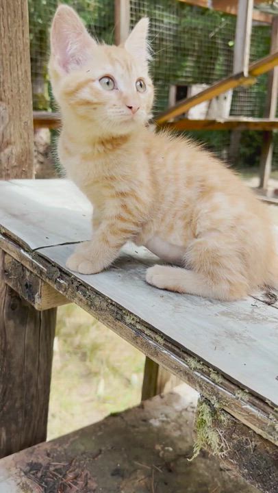 Enlarge Phoebe, a Adopted Domestic Short Hair in Chehalis, WA video 2/4