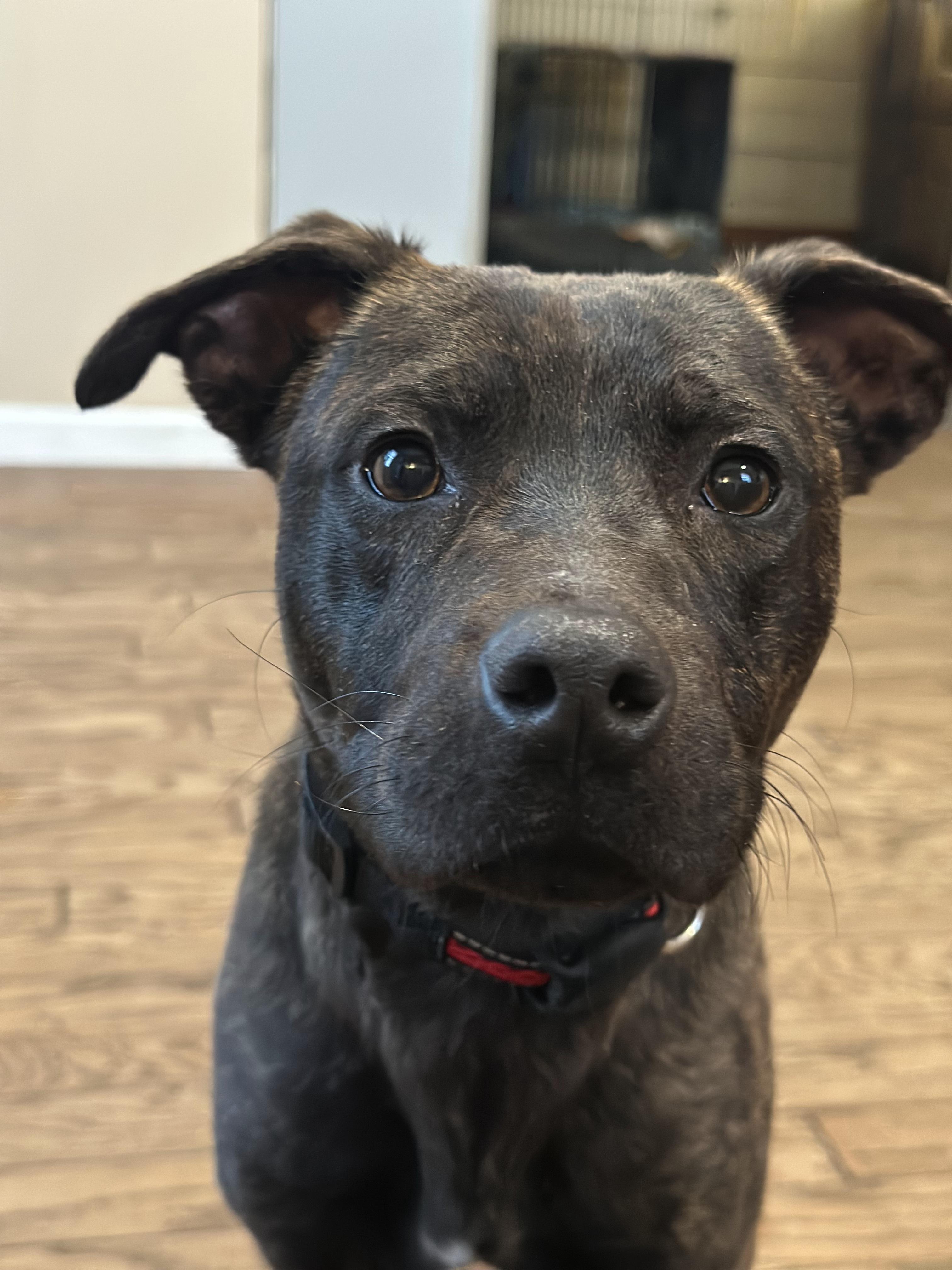 Dasher, ADOPTABLE, Young Male Pit Bull Terrier & Labrador Retriever.