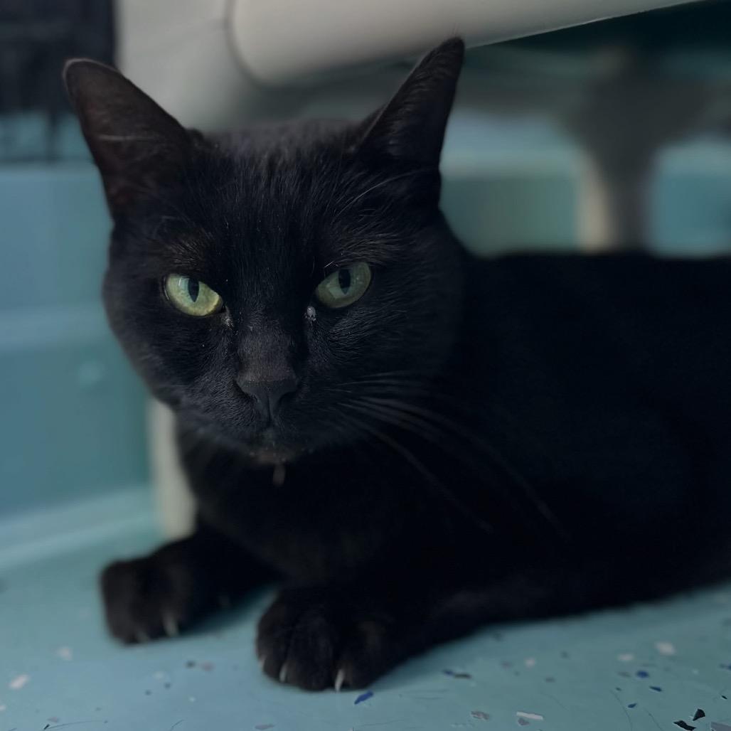Fred, Adoptable, Adult Male Domestic Short Hair.