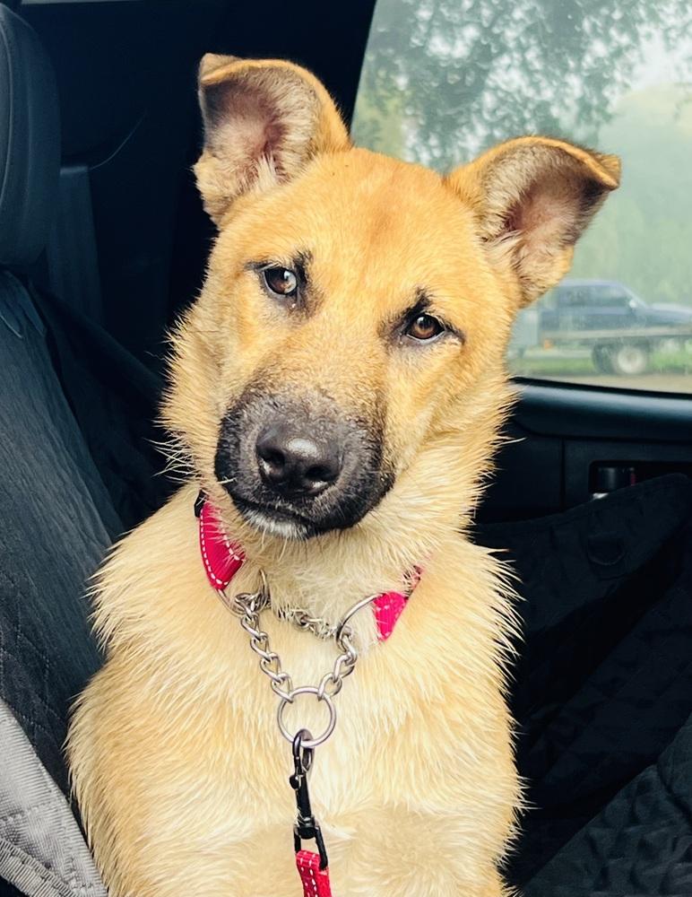 Midori, Adoptable, Puppy Female German Shepherd Dog & Husky.