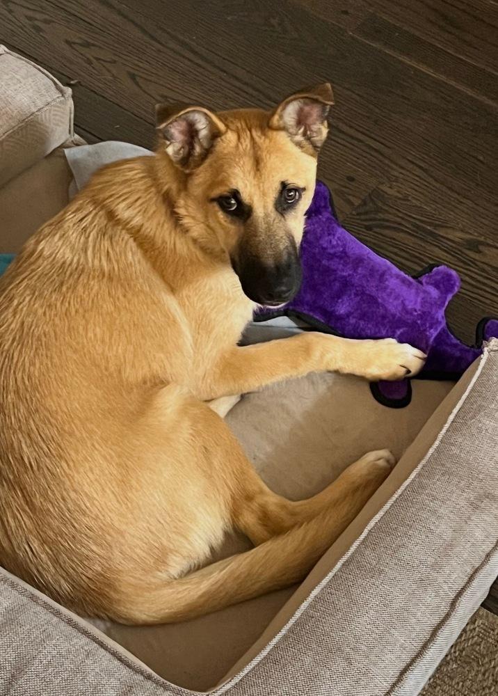 Midori, a Adoptable mixed breed in Pleasant Hill, CA image 2/6