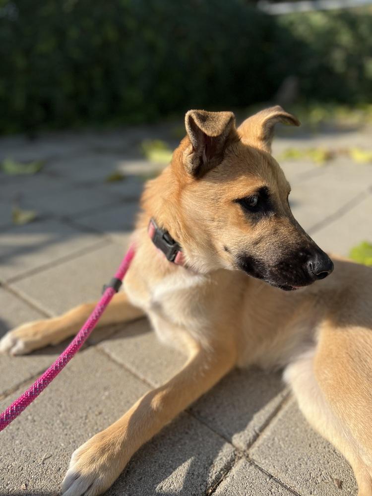 Midori, a Adoptable mixed breed in Pleasant Hill, CA image 3/6