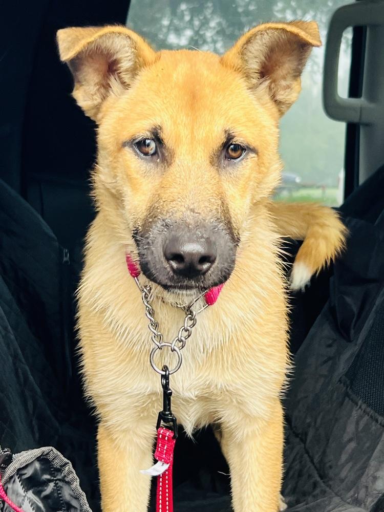 Midori, a Adoptable mixed breed in Pleasant Hill, CA image 4/6