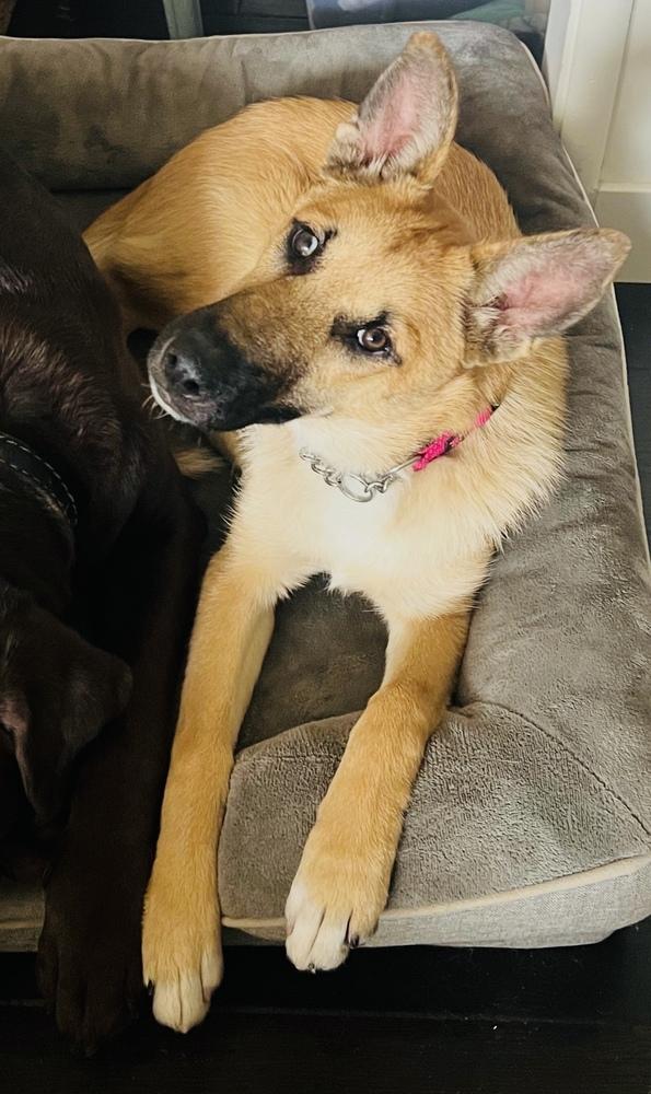 Midori, a Adoptable mixed breed in Pleasant Hill, CA image 5/6