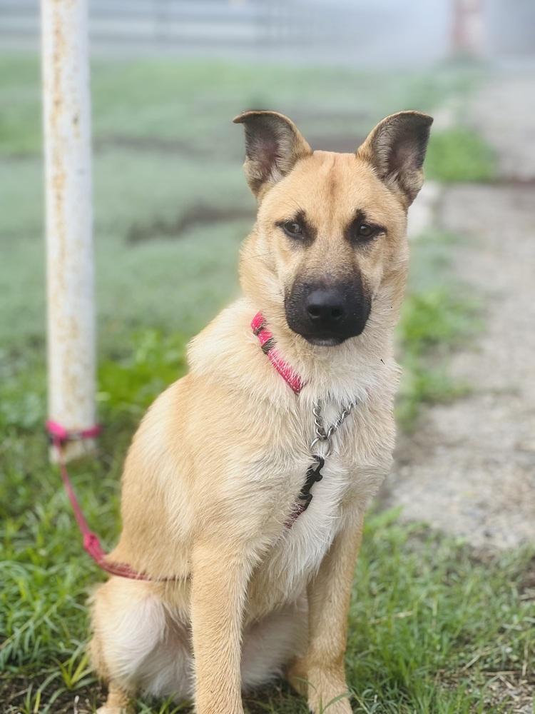 Midori, a Adoptable mixed breed in Pleasant Hill, CA image 6/6