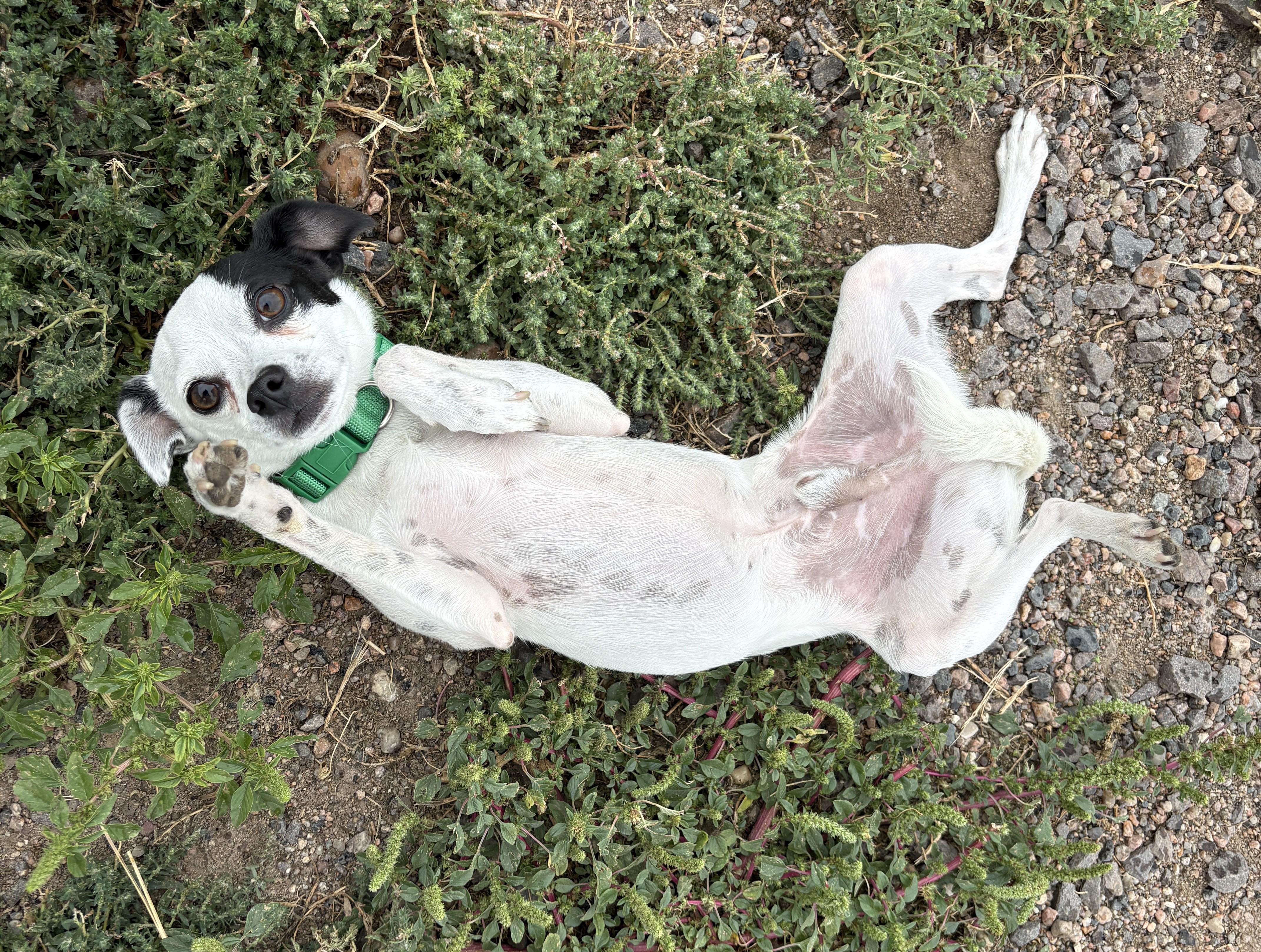 Enlarge Pinto, a Adopted Chihuahua in Grant, NE image 2/4