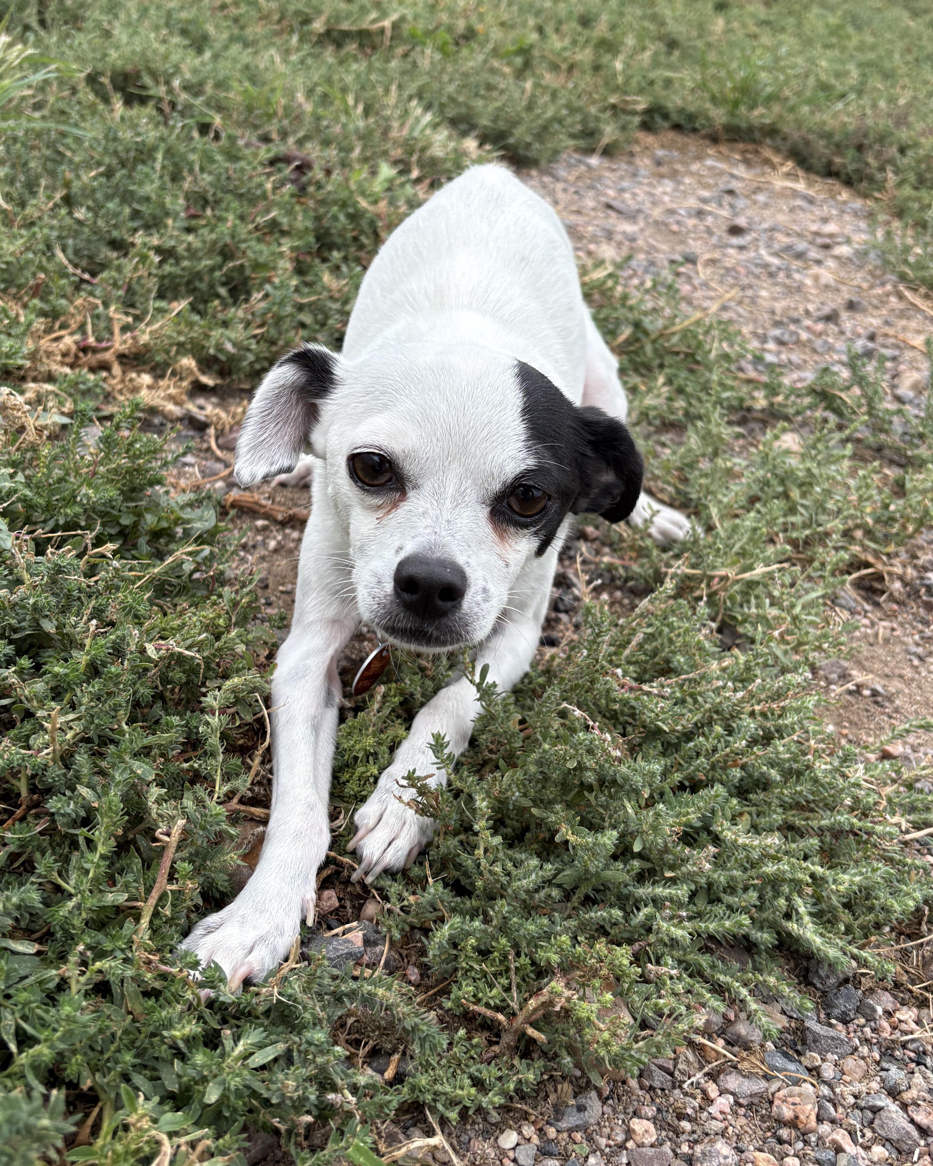 Enlarge Pinto, a Adopted Chihuahua in Grant, NE image 1/4