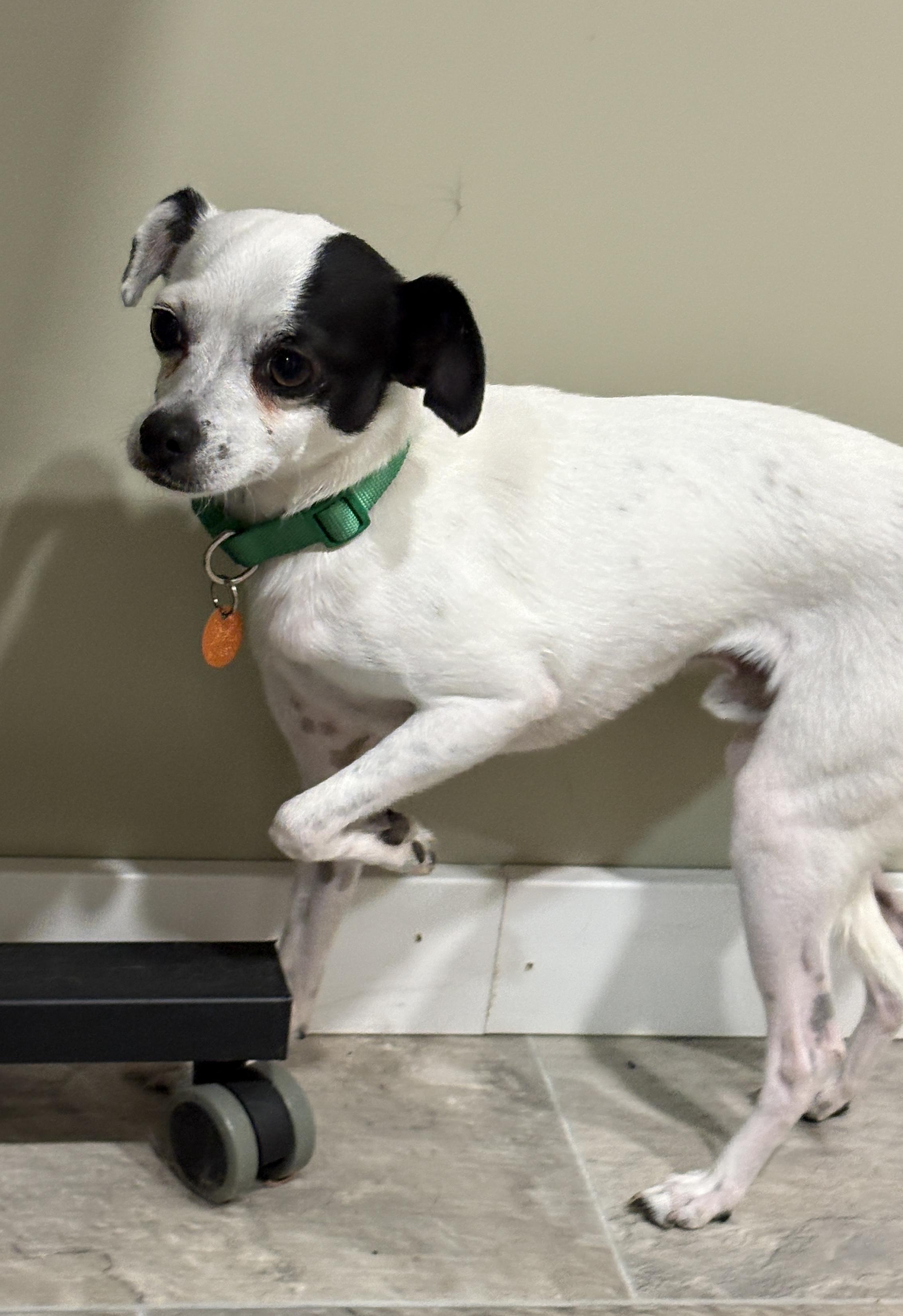 Enlarge Pinto, a Adopted Chihuahua in Grant, NE image 4/4