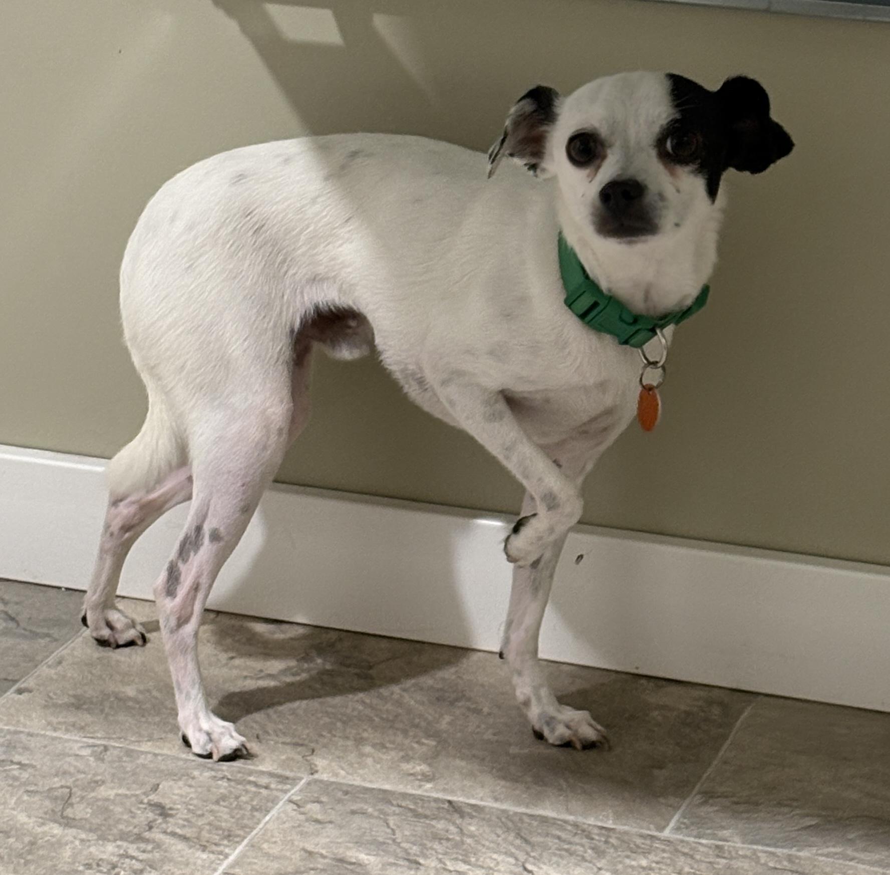 Enlarge Pinto, a Adopted Chihuahua in Grant, NE image 3/4