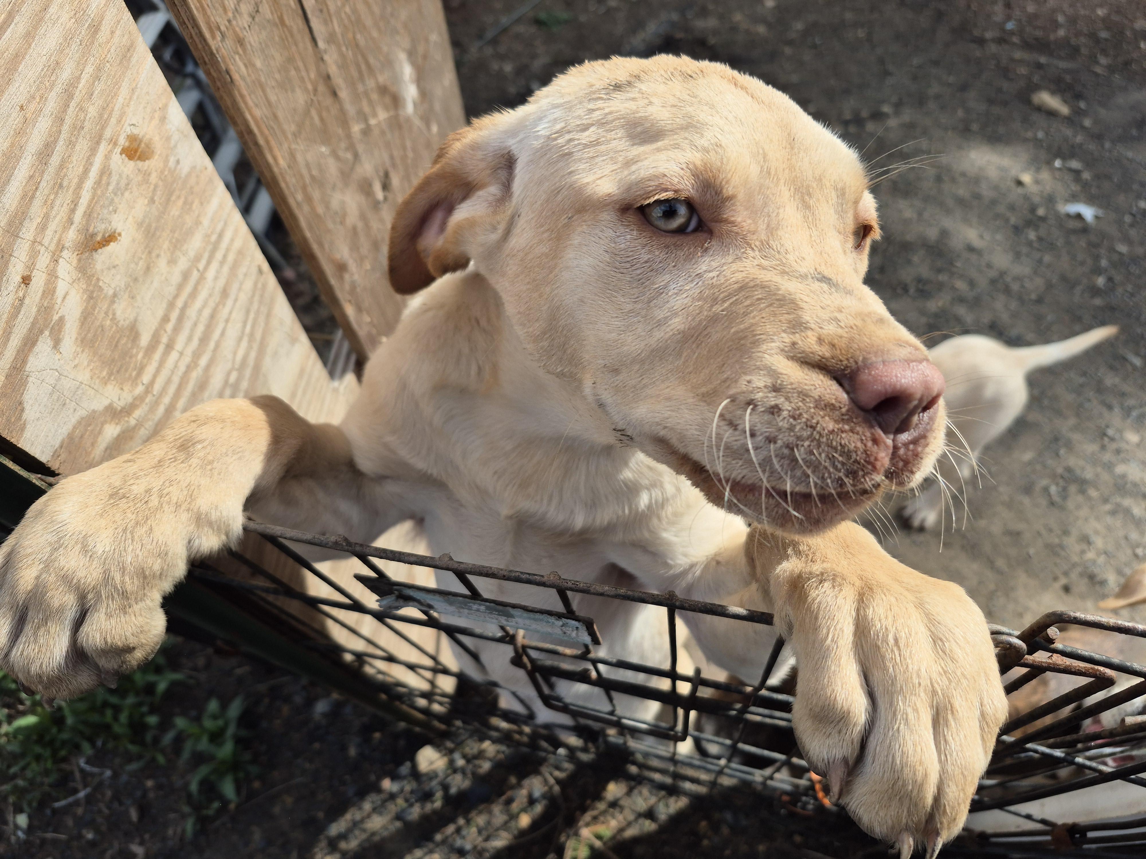 Enlarge Beckley puppies , a ADOPTABLE mixed breed in Plum, PA image 4/5