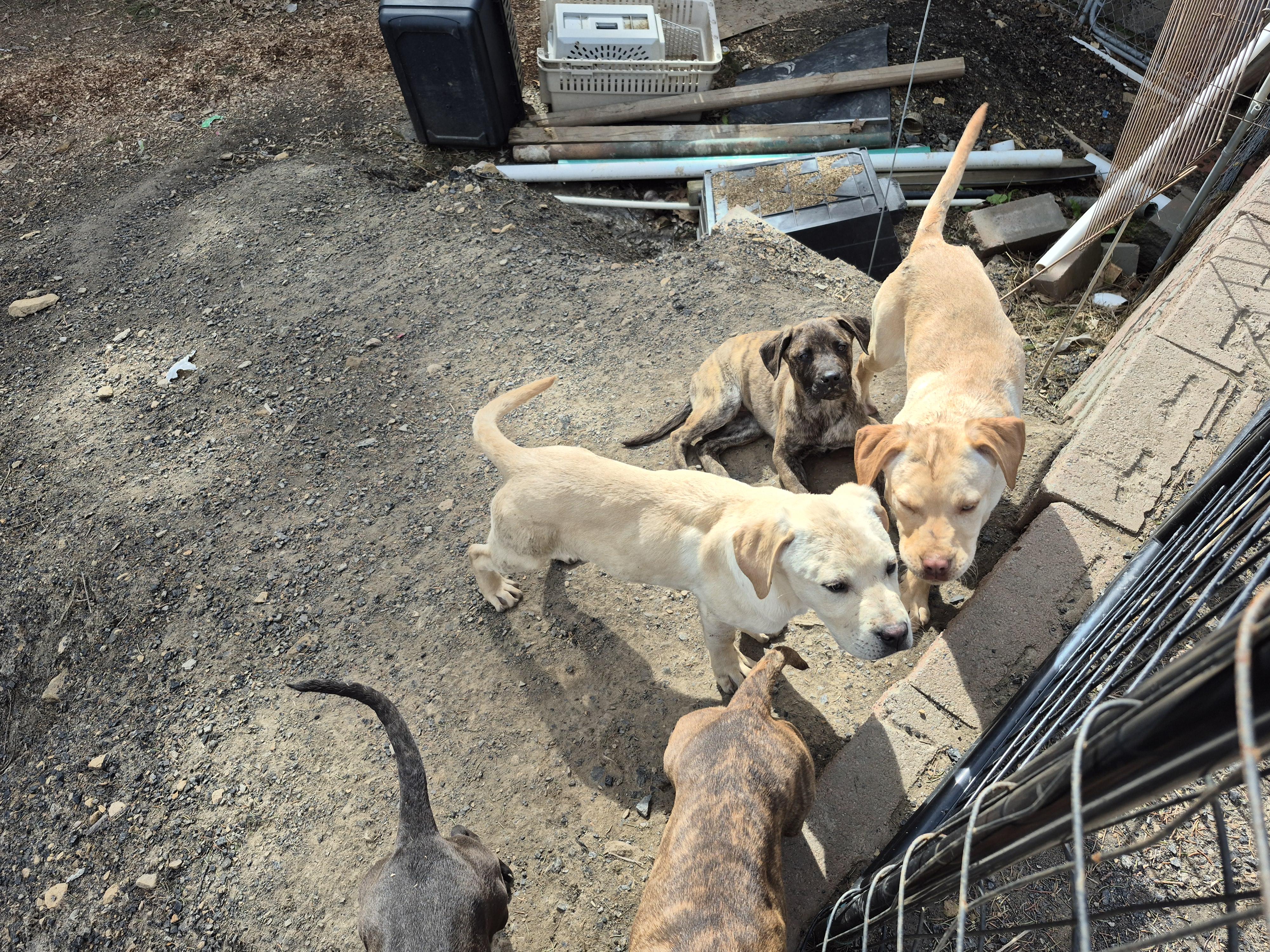 Enlarge Beckley puppies , a ADOPTABLE mixed breed in Plum, PA image 5/5