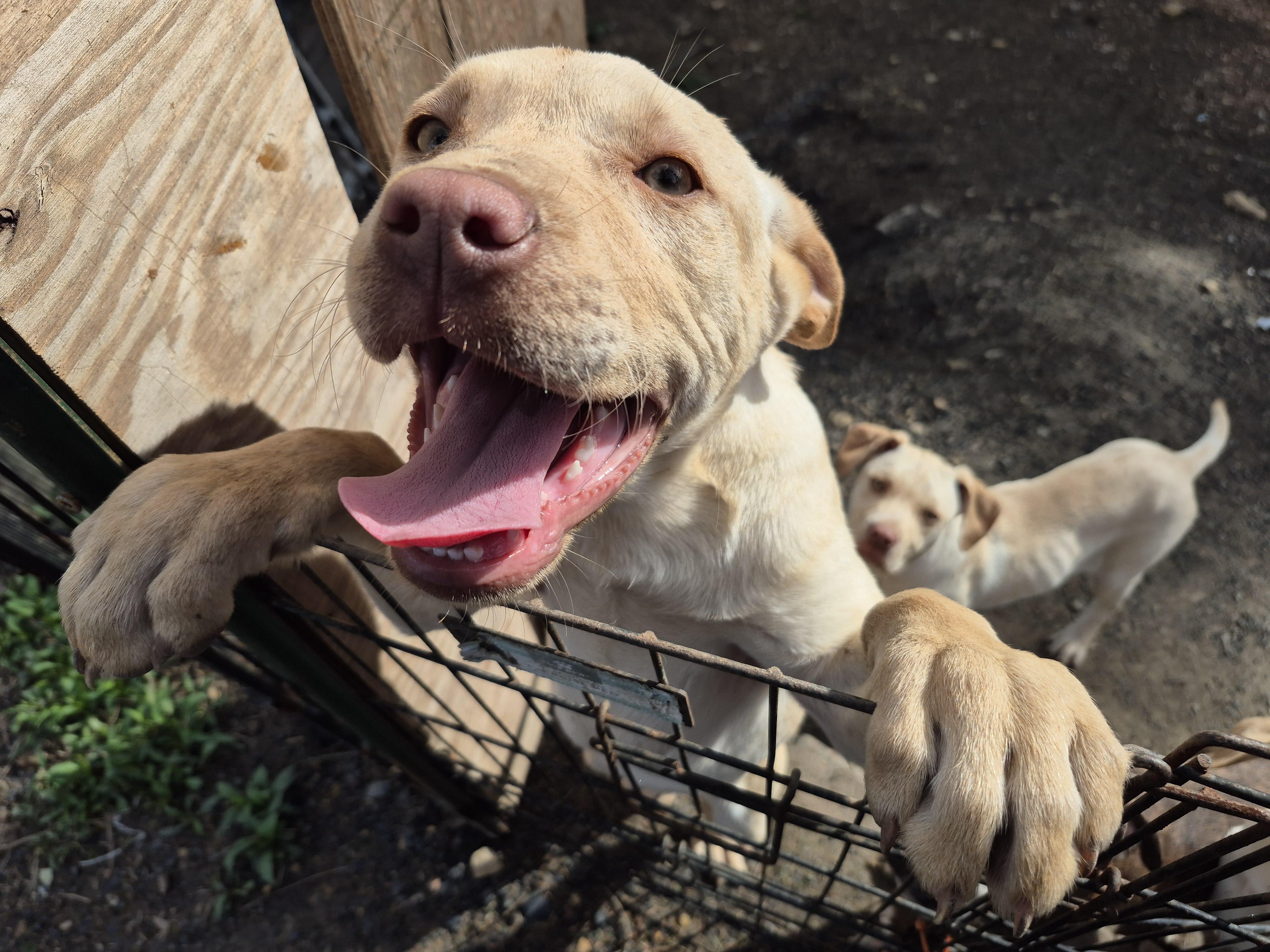 Beckley puppies , ADOPTABLE, Puppy Male Labrador Retriever & Mountain Cur.