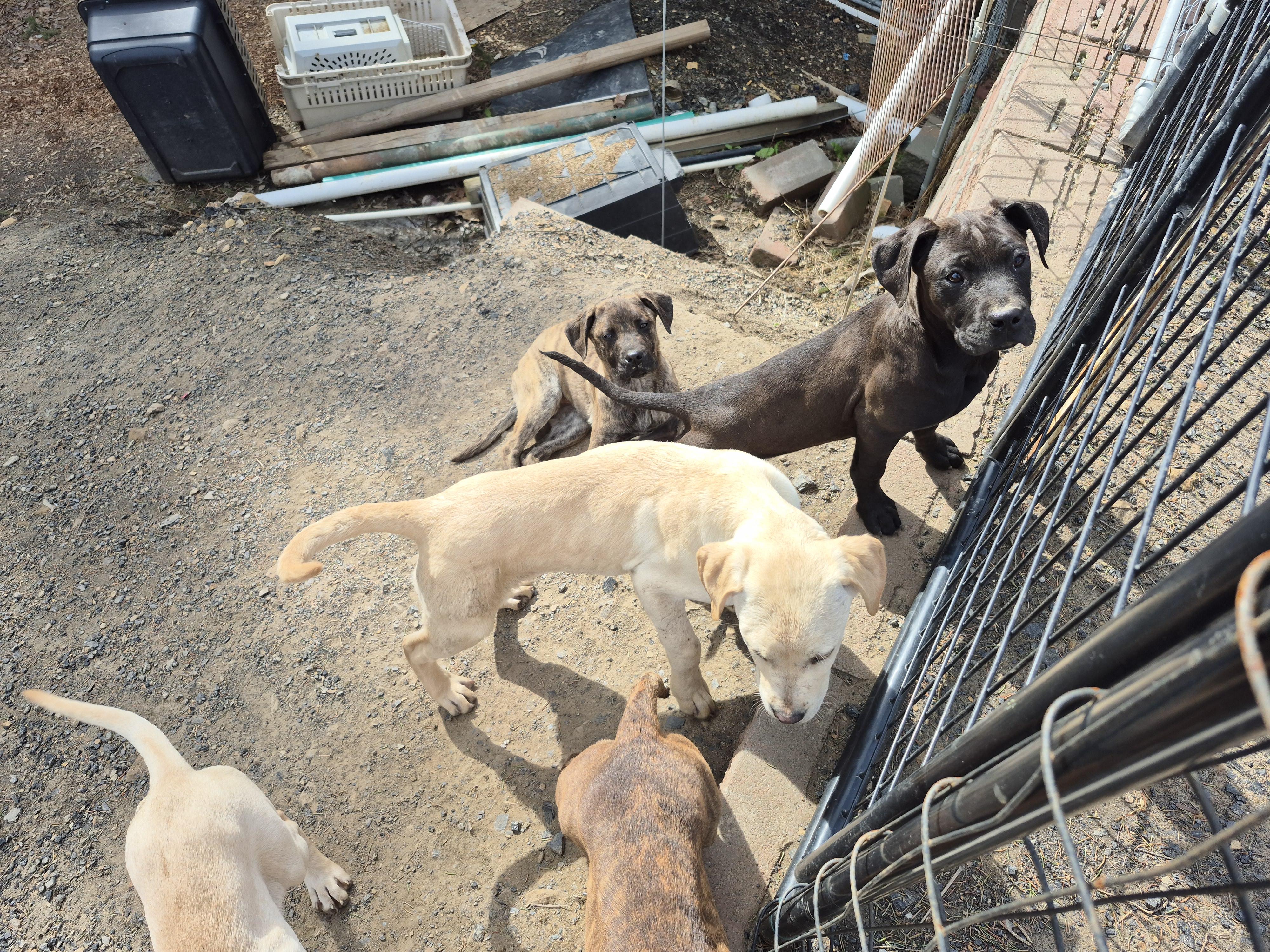 Enlarge Beckley puppies , a ADOPTABLE mixed breed in Plum, PA image 3/5