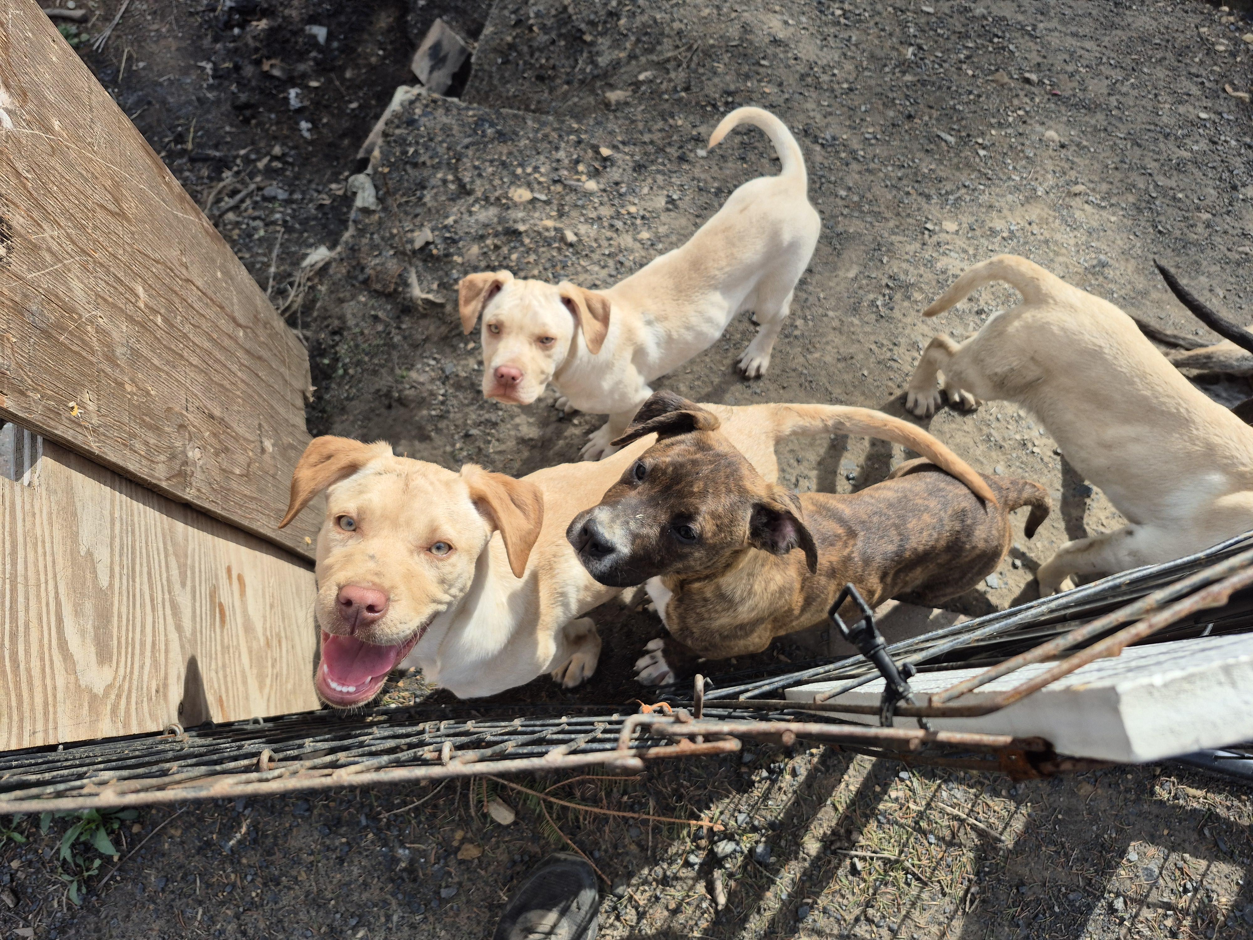 Enlarge Beckley puppies , a ADOPTABLE mixed breed in Plum, PA image 2/5