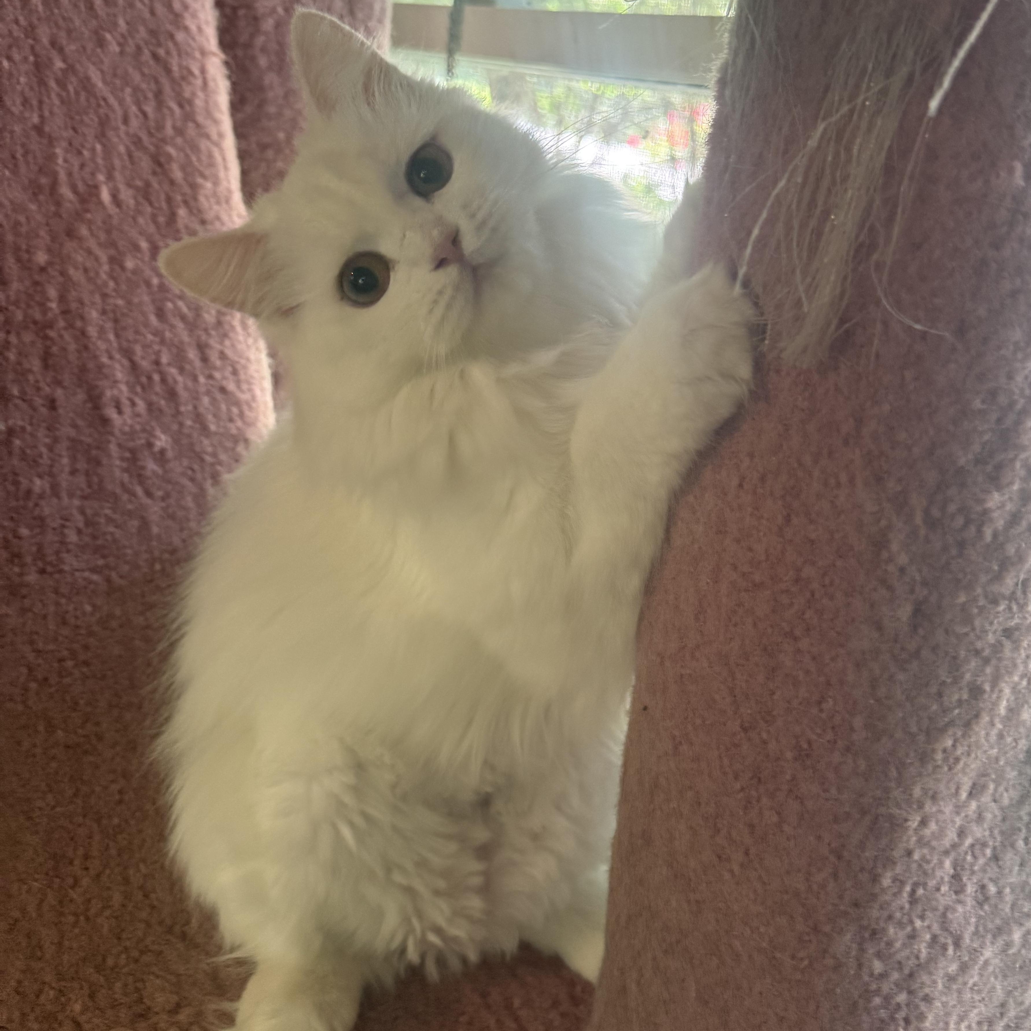 Enlarge Sweet Snuggly Clover - Dog friendly, a Adopted Persian in Woodbridge, VA image 5/5