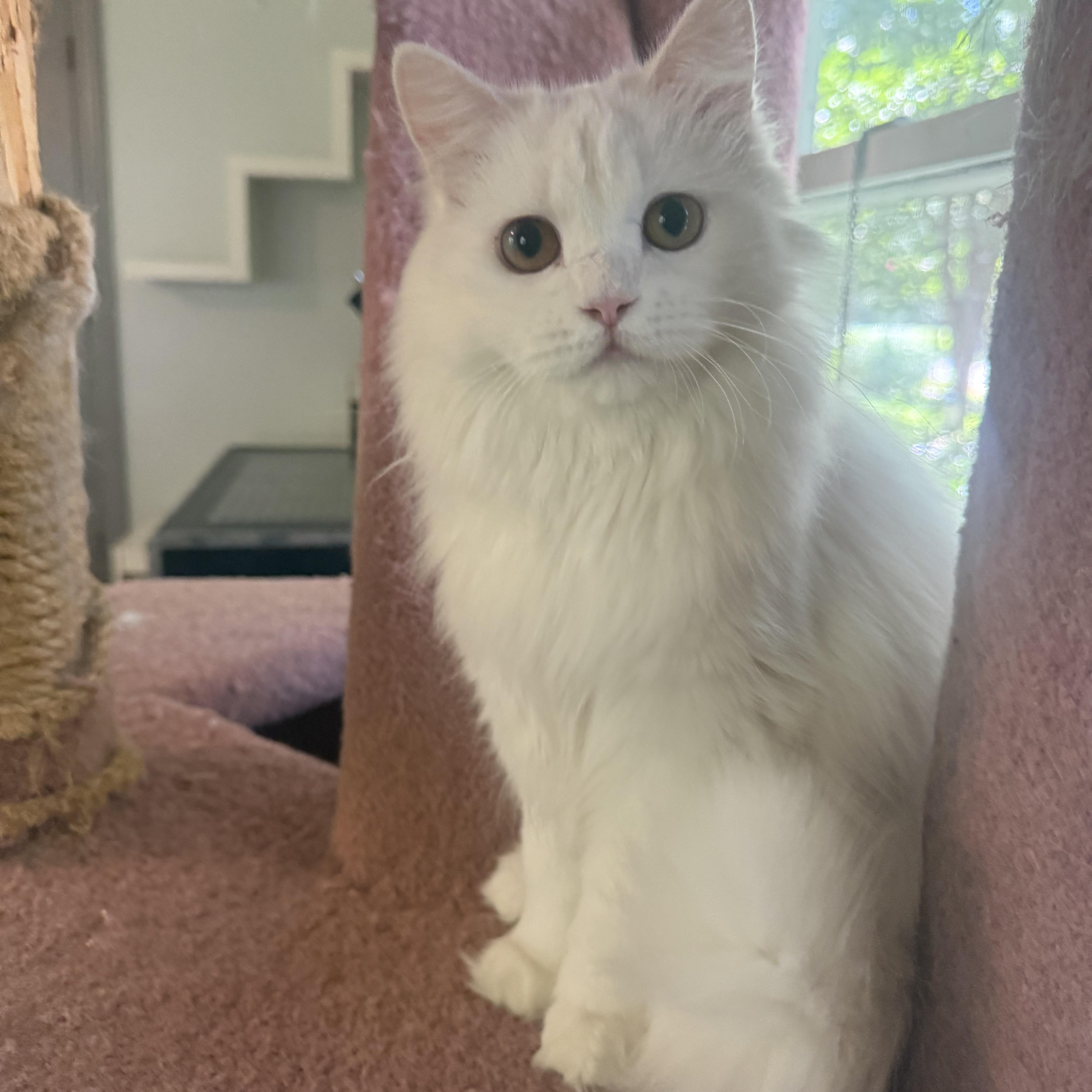Enlarge Sweet Snuggly Clover - Dog friendly, a Adopted Persian in Woodbridge, VA image 4/5