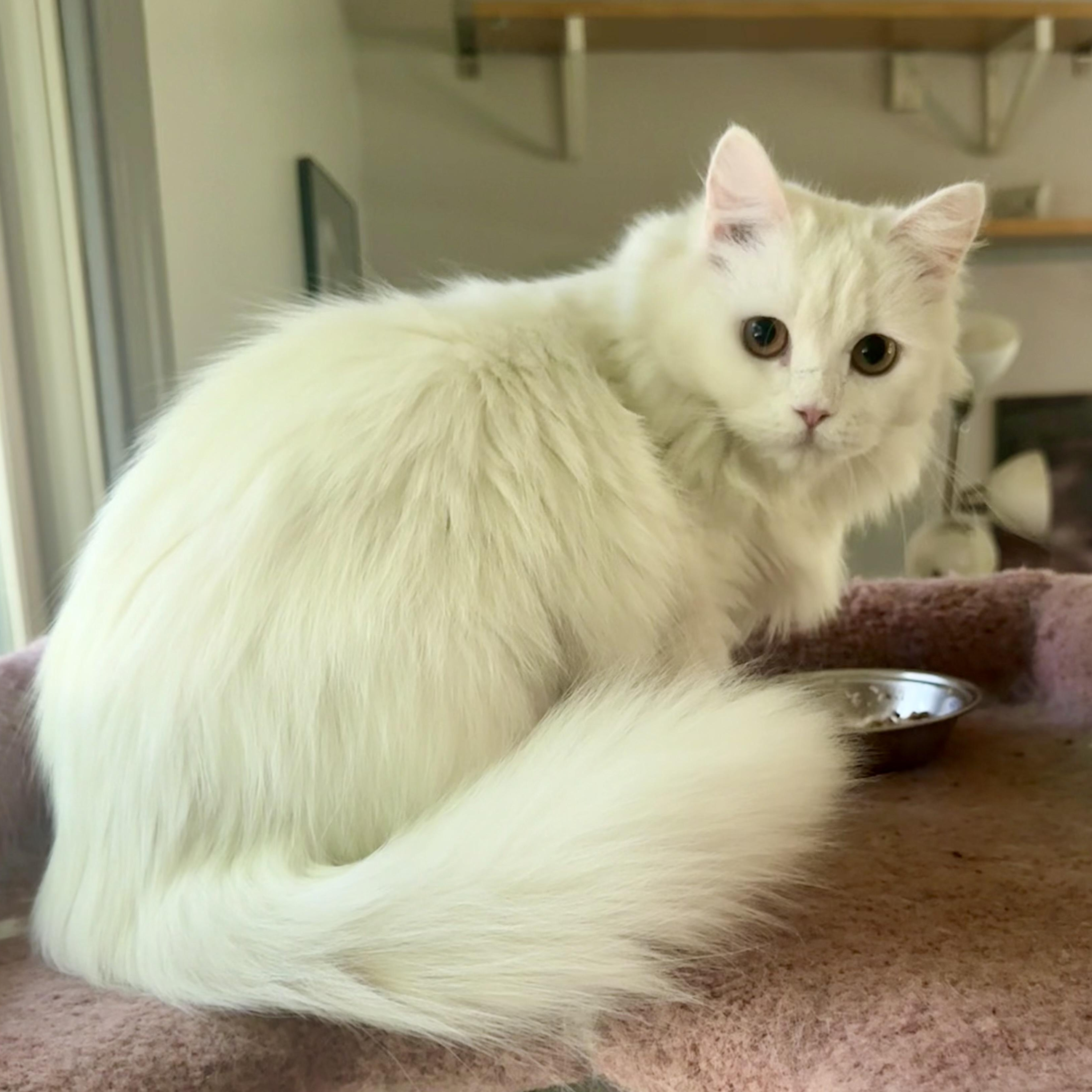 Enlarge Sweet Snuggly Clover - Dog friendly, a Adopted Persian in Woodbridge, VA image 3/5
