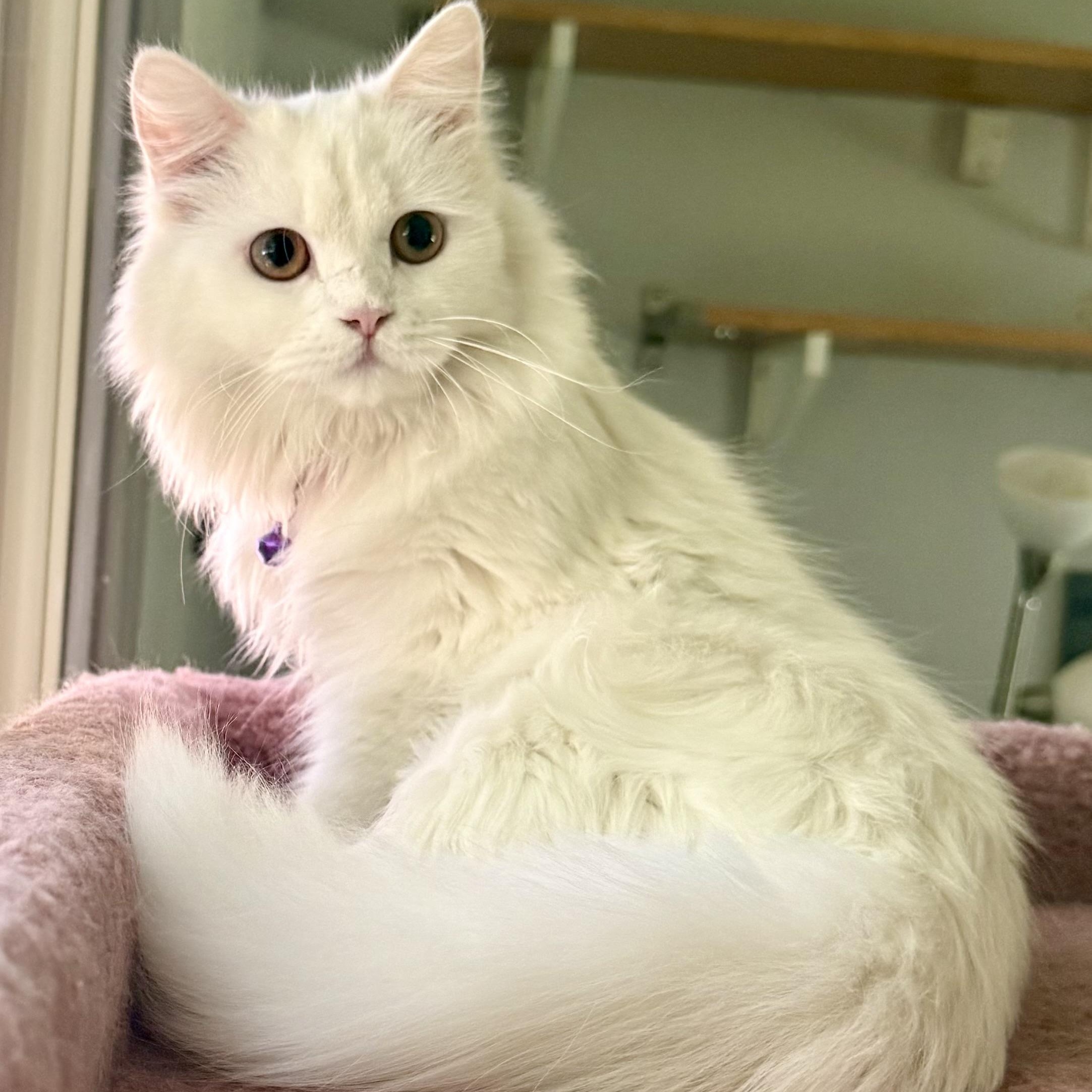 Sweet Snuggly Clover - Dog friendly, Adopted, Kitten Female Persian.