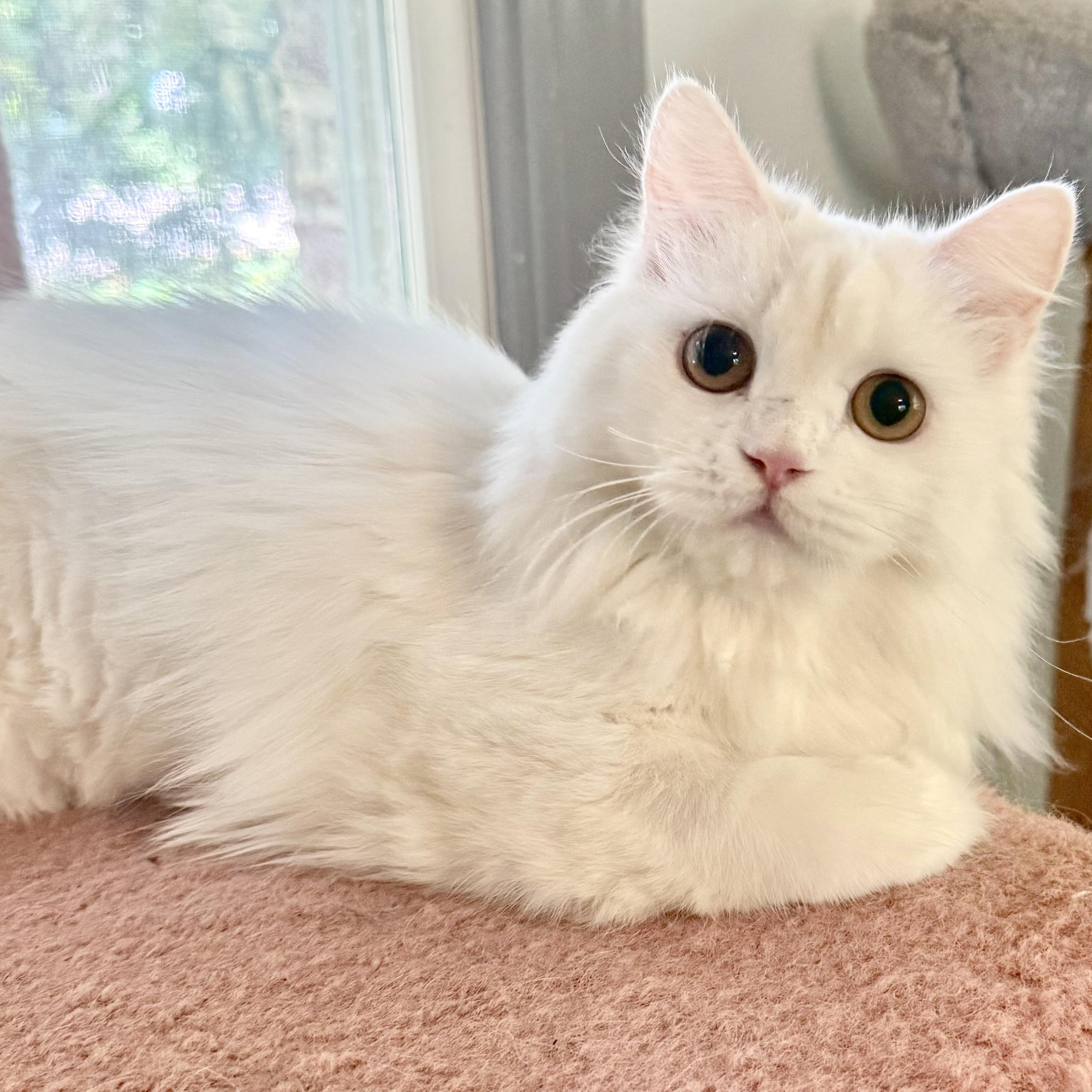 Enlarge Sweet Snuggly Clover - Dog friendly, a Adopted Persian in Woodbridge, VA image 2/5