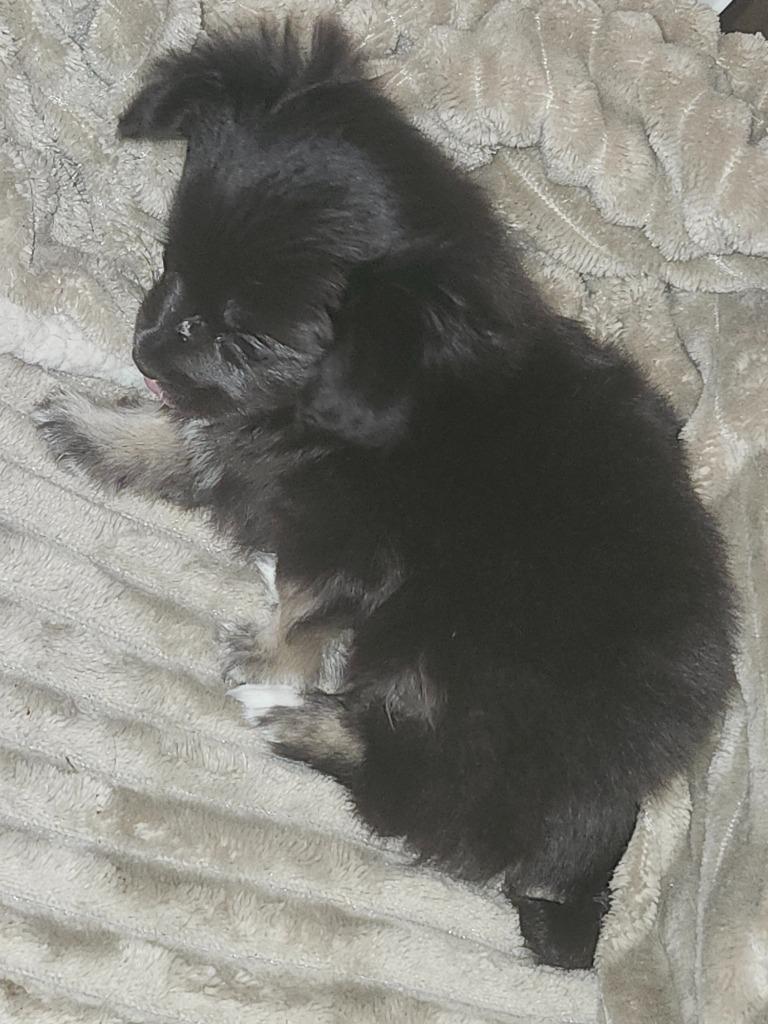 Sasha, Adopted, Young Female Pomeranian & Chihuahua.