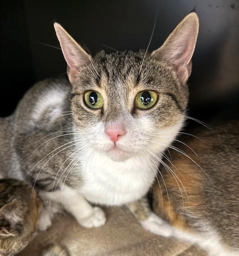 Enlarge Chrissy, a Adoptable Domestic Short Hair in Medina, OH image 1/1