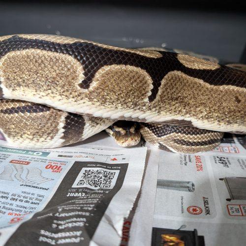 Coffee Bean, ADOPTABLE, Adult Female Ball Python.