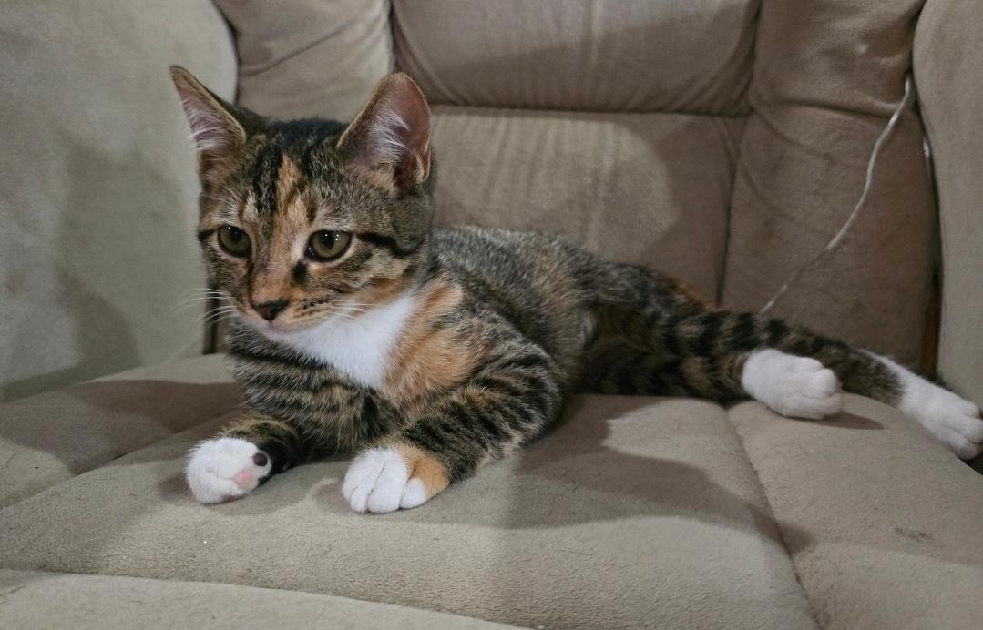 Enlarge Ashey, a Adoptable Domestic Short Hair in Bethel Park, PA image 3/6