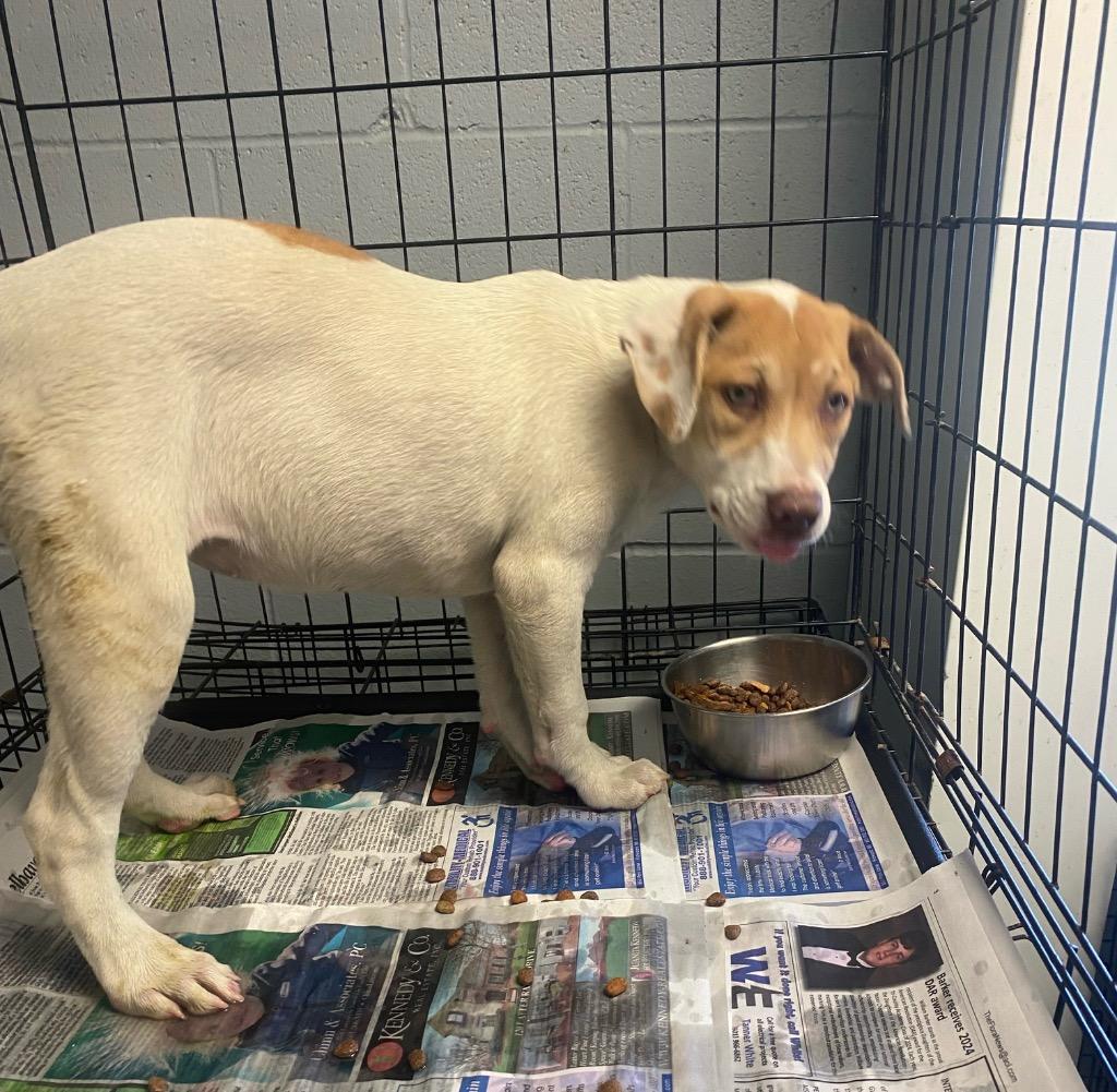 Sheila, Adoptable, Adult Female Pointer.