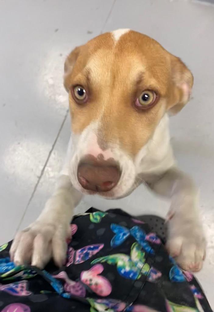 Enlarge Sheila, a Adoptable Pointer in Greenwood, MS image 2/3