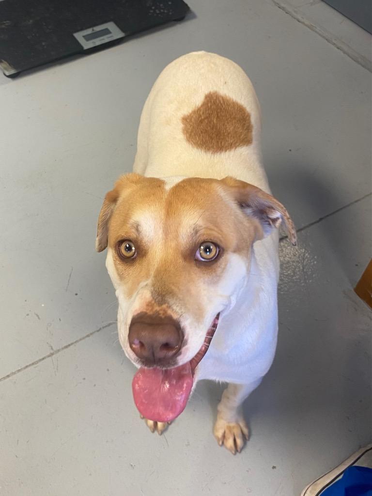 Sheila, a Adoptable Pointer in Greenwood, MS image 1/3