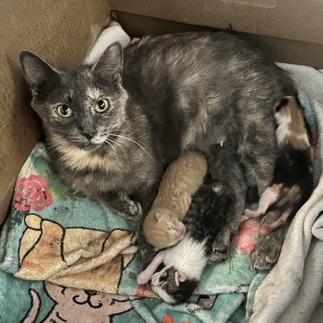Orchid, Adoptable, Adult Female Domestic Short Hair.