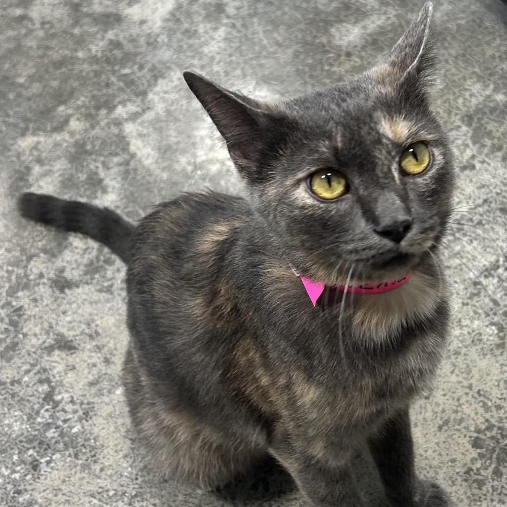 Enlarge Orchid, a Adoptable Domestic Short Hair in Corydon, IN image 2/3