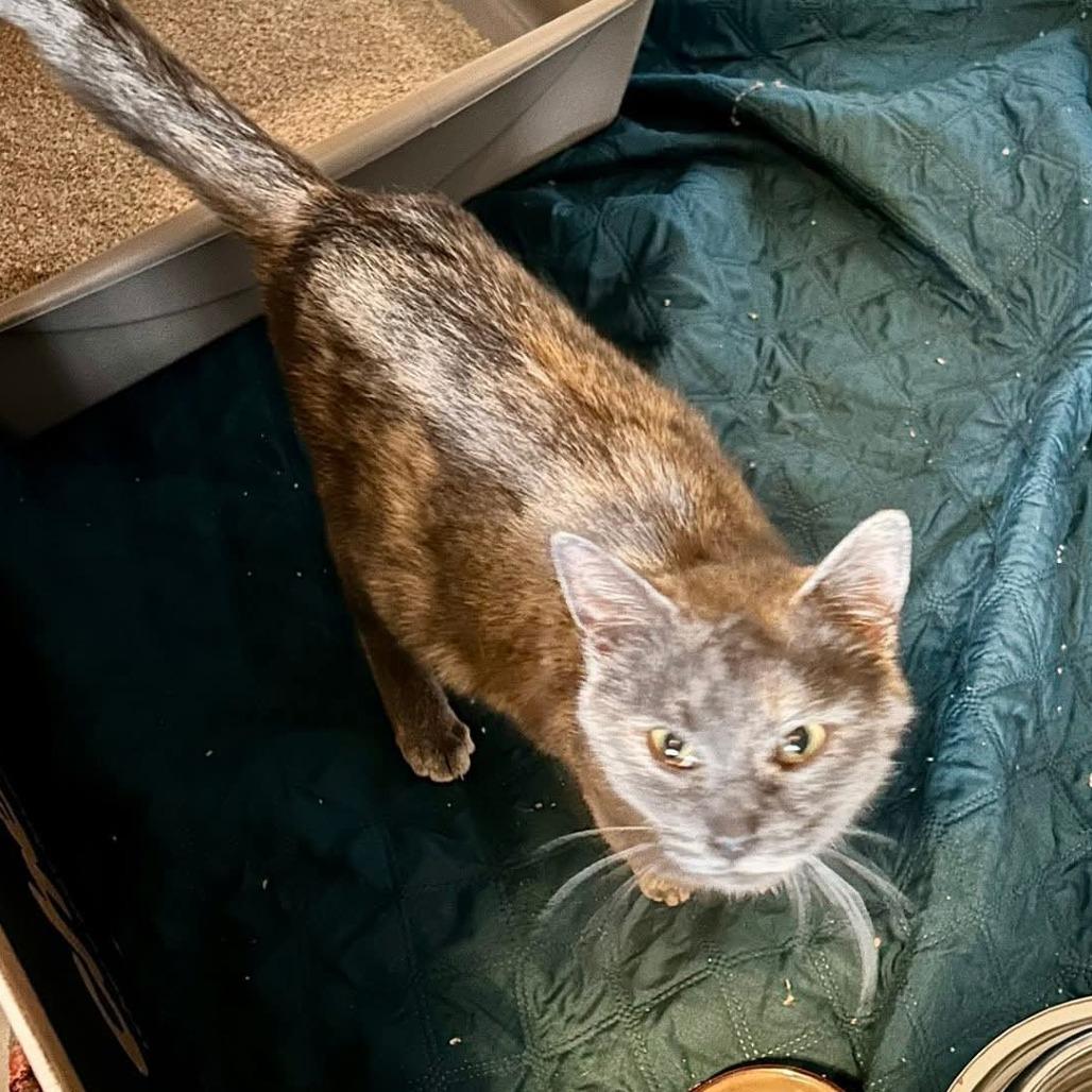 Enlarge Orchid, a Adoptable Domestic Short Hair in Corydon, IN image 3/3