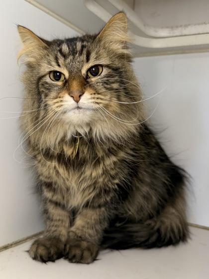 Enlarge Chubby, a Adoptable mixed breed in Columbus, OH image 1/1