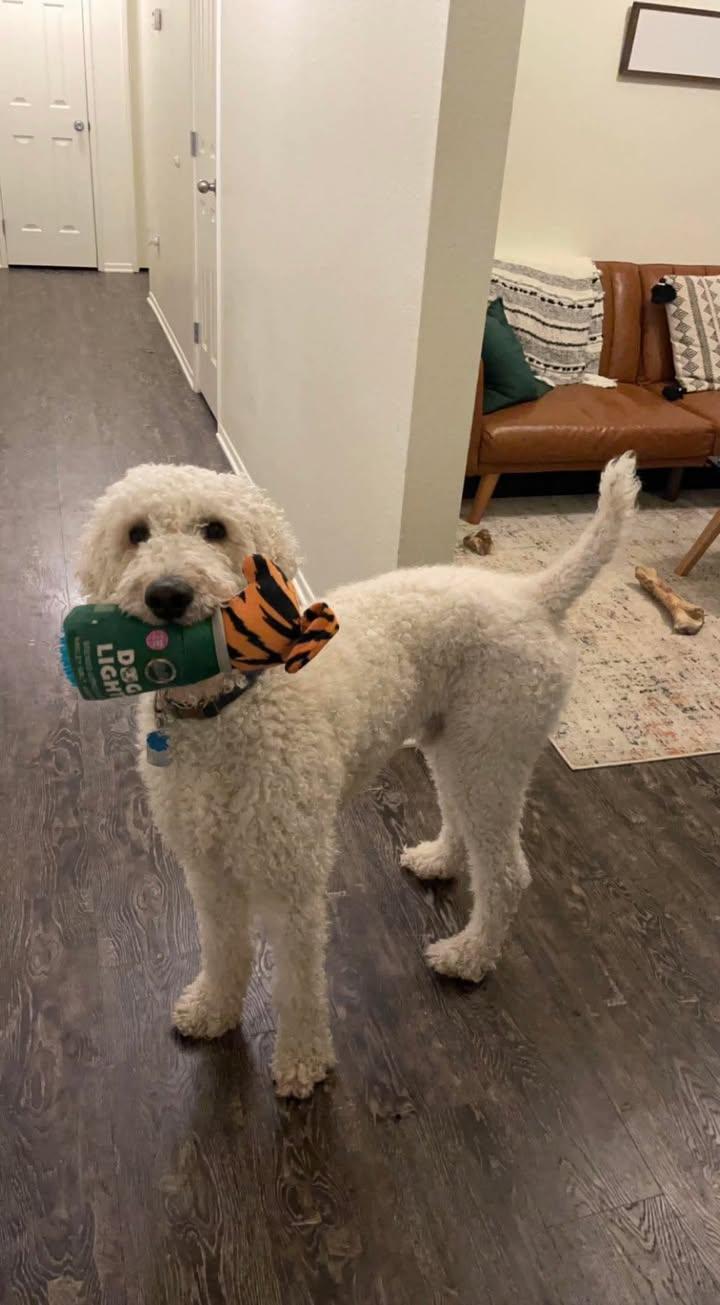 Beaux, ADOPTABLE, Adult Male Poodle & Golden Retriever.