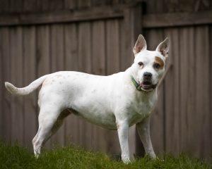 Enlarge Kelsey, a Adoptable mixed breed in Lago Vista, TX image 3/6