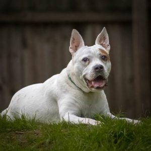 Enlarge Kelsey, a Adoptable mixed breed in Lago Vista, TX image 1/6