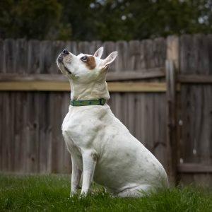 Enlarge Kelsey, a Adoptable mixed breed in Lago Vista, TX image 2/6