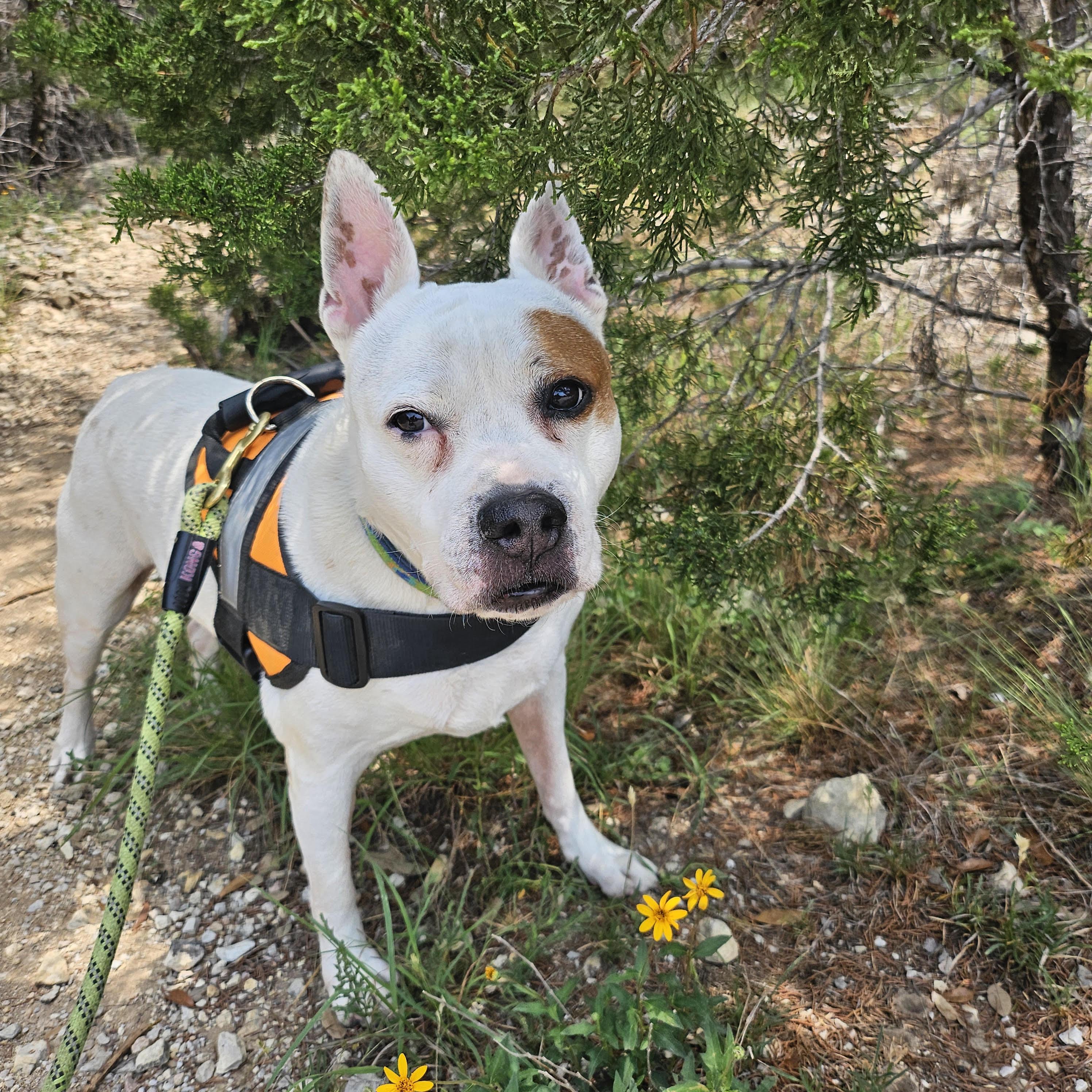 Enlarge Kelsey, a Adoptable mixed breed in Lago Vista, TX image 4/6