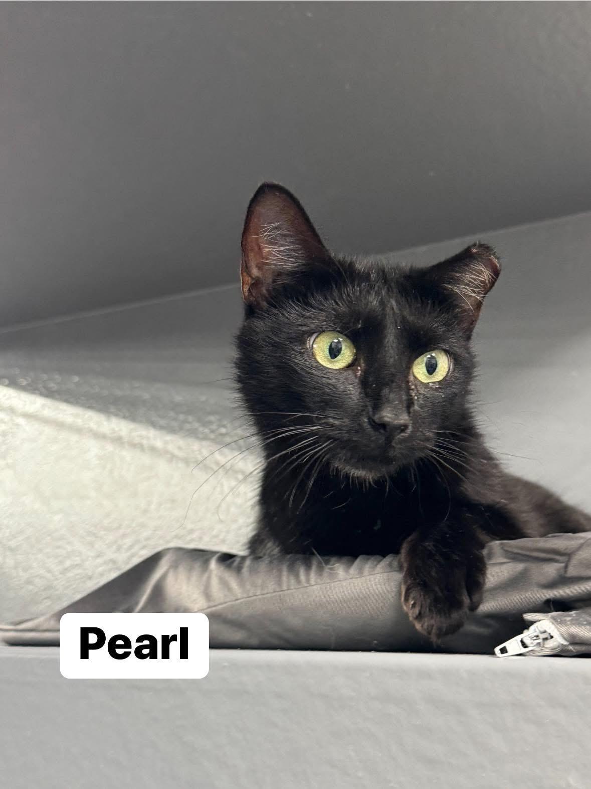 Pearl photo 3