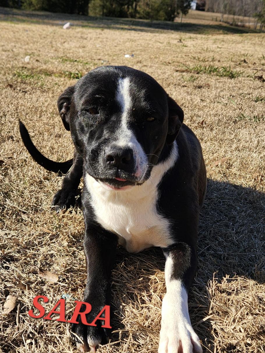 Enlarge Sara, a ADOPTABLE mixed breed in Woburn, MA image 1/5