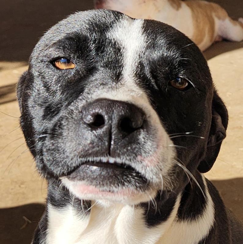 Enlarge Sara, a ADOPTABLE mixed breed in Woburn, MA image 2/5
