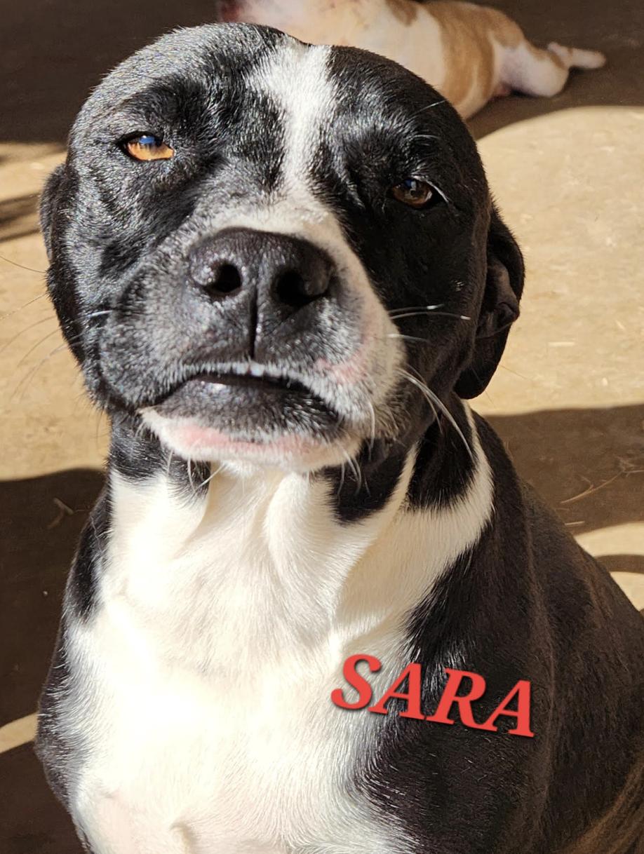 Enlarge Sara, a ADOPTABLE mixed breed in Woburn, MA image 3/5