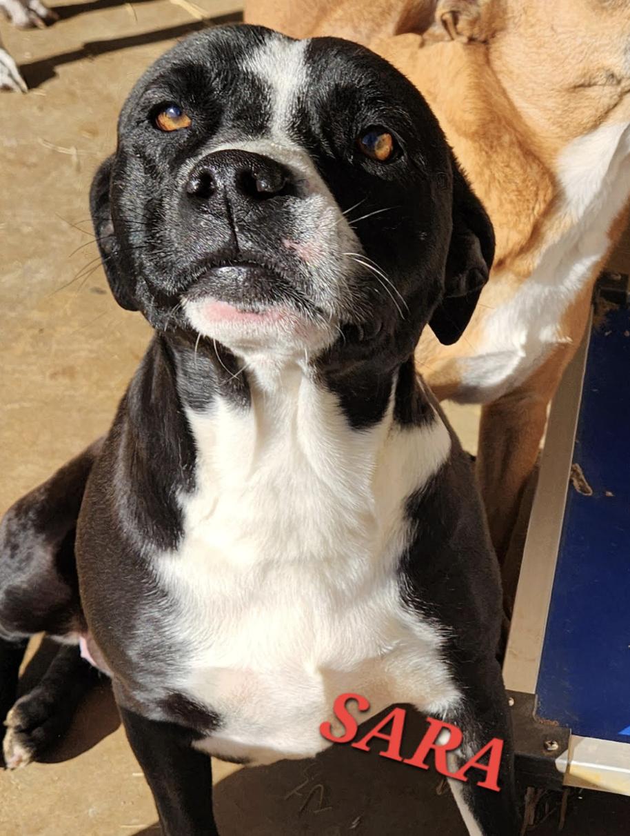 Enlarge Sara, a ADOPTABLE mixed breed in Woburn, MA image 4/5